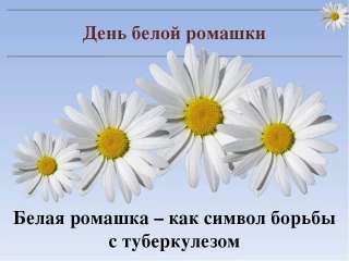 Акция «Белая ромашка»